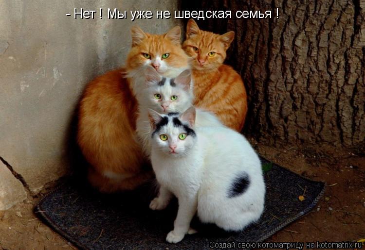 - Нет ! Мы уже не шведская семья !... Котоматрица: - Нет ! Мы уже не шведская семья !