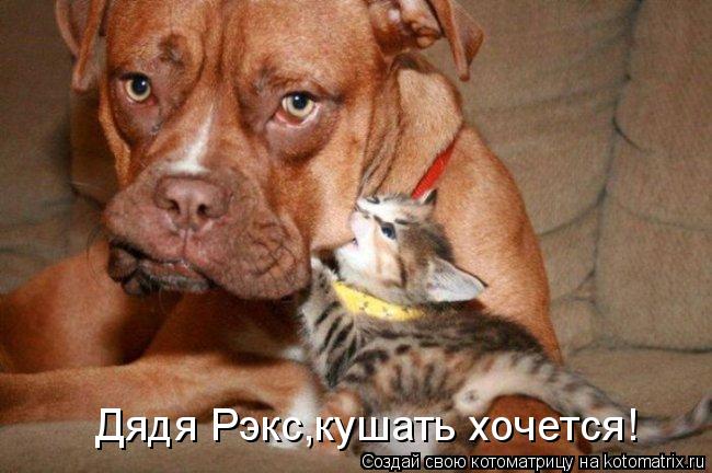 Дядя Рэкс,кушать хочется!... Котоматрица: Дядя Рэкс,кушать хочется!