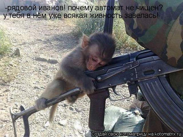 -рядовой иванов! почему автомат не чищен? у тебя в нём уже всякая живность завелась!... Котоматрица: -рядовой иванов! почему автомат не чищен? у тебя в нём уже всякая живность завелась!