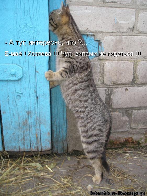 - А тут, интересно, что ?... Е-маё ! Хозяева !!! Чур, вилами не кидаться !!!... Котоматрица: - А тут, интересно, что ?... Е-маё ! Хозяева !!! Чур, вилами не кидаться !!!