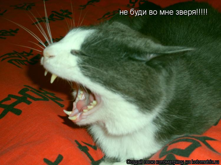 не буди во мне зверя!!!!!... Котоматрица: не буди во мне зверя!!!!!