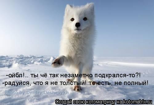 -ойбл!.. ты чё так незаметно подкрался-то?! -радуйся, что я не толстый! то есть, не полный!... Котоматрица: -ойбл!.. ты чё так незаметно подкрался-то?! -радуйся, что я не толстый! то есть, не полный!