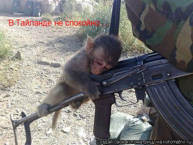 В Тайланде не спокойно........ Котоматрица: В Тайланде не спокойно.....