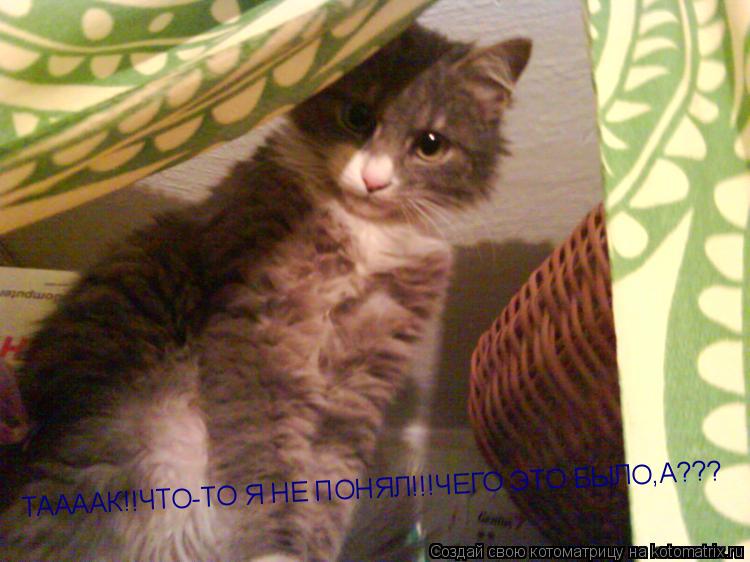 Котоматрица: ТААААК!!ЧТО-ТО Я НЕ ПОНЯЛ!!!ЧЕГО ЭТО БЫЛО,А???