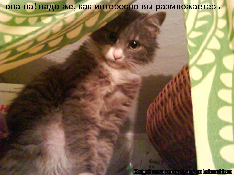 Котоматрица: опа-на! надо же, как интересно вы размножаетесь