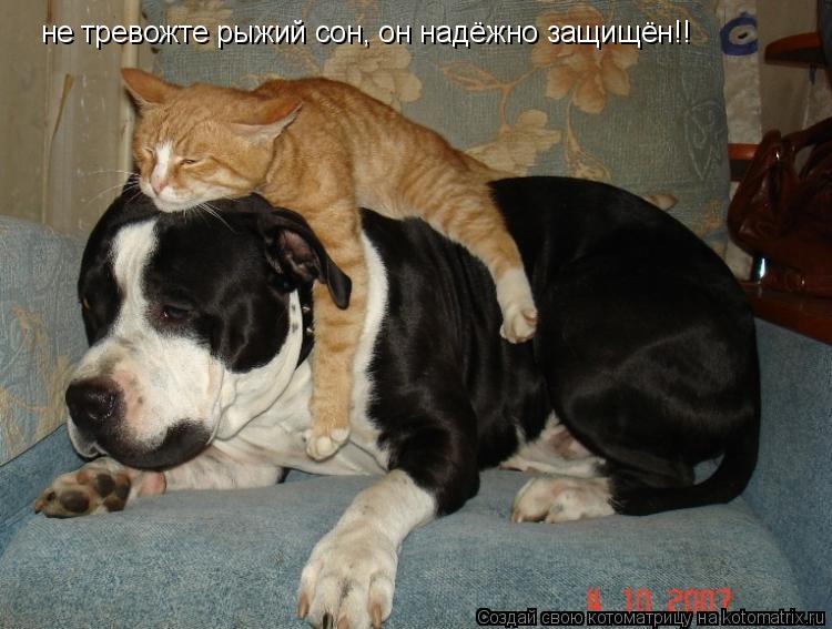 Котоматрица: не тревожте рыжий сон, он надёжно защищён!!