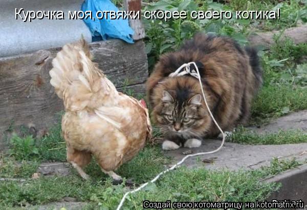 Котоматрица: Курочка моя,отвяжи скорее своего котика!