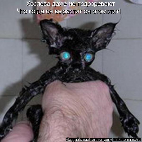 Котоматрица: Хозяева даже не подозревают Что когда он вырастит он отомстит!