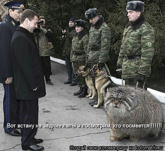 Вот встану на задние лапы и посмотрим, кто посмеется!!!!!!!... Котоматрица: Вот встану на задние лапы и посмотрим, кто посмеется!!!!!!!