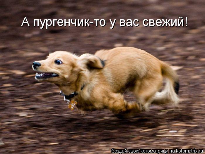 Котоматрица: А пургенчик-то у вас свежий!