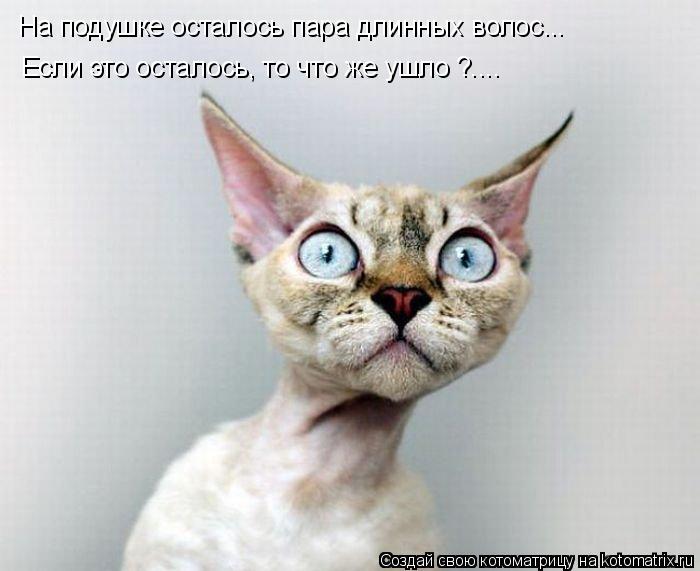 На подушке осталось пара длинных волос... Если это осталось, то что же ушло ?....... Котоматрица: На подушке осталось пара длинных волос... Если это осталось, то что же ушло ?....