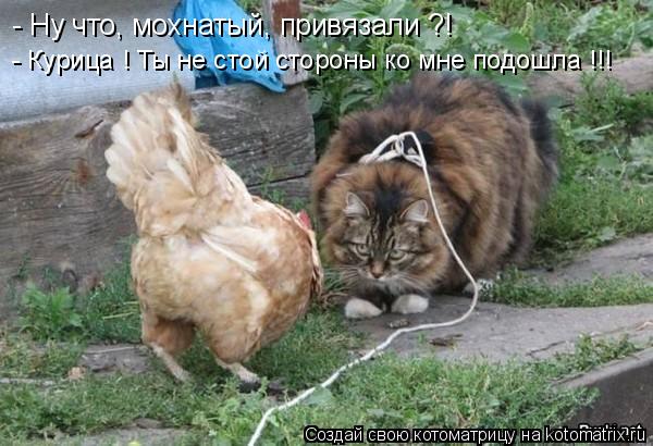 Котоматрица: - Ну что, мохнатый, привязали ?! - Курица ! Ты не стой стороны ко мне подошла !!!