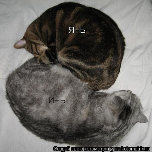 Котоматрица: ИНЬ ЯНЬ
