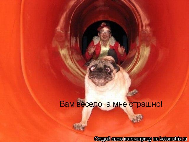 Вам весело, а мне страшно!... Котоматрица: Вам весело, а мне страшно!