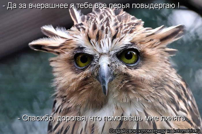 - Да за вчерашнее я тебе все перья повыдергаю ! - Спасибо, дорогая, что помогаешь мне линять....... Котоматрица: - Да за вчерашнее я тебе все перья повыдергаю ! - Спасибо, дорогая, что помогаешь мне линять....