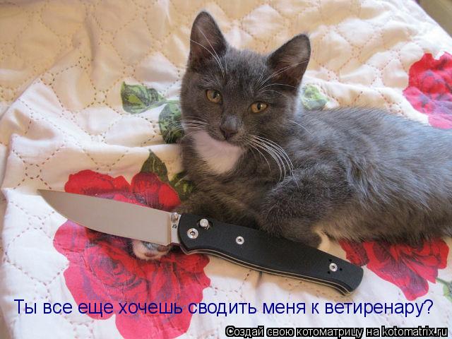Ты все еще хочешь сводить меня к ветиренару?... Котоматрица: Ты все еще хочешь сводить меня к ветиренару?