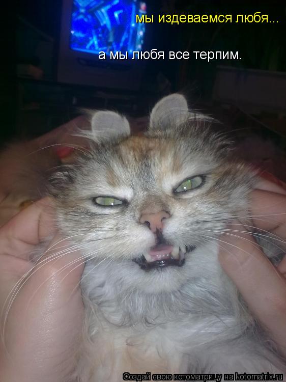 мы издеваемся любя... а мы любя все терпим.... Котоматрица: мы издеваемся любя... а мы любя все терпим.
