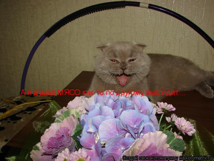 А я думал МЯСО как-то по другому выглядит....... Котоматрица: А я думал МЯСО как-то по другому выглядит....
