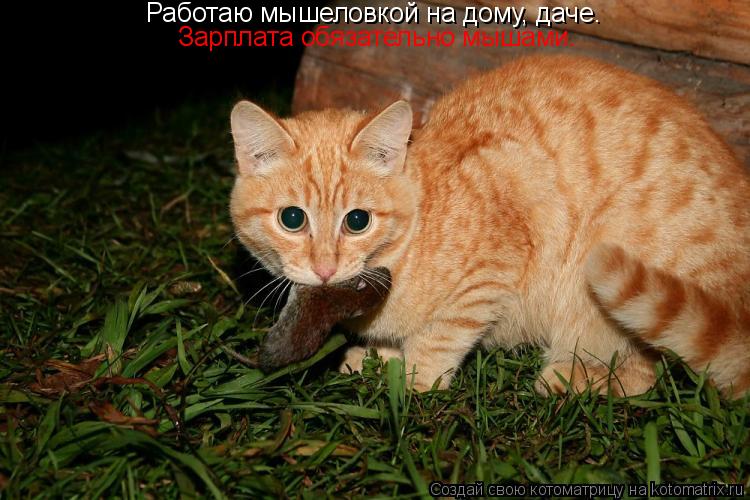 Работаю мышеловкой на дому, даче. Зарплата обязательно мышами.... Котоматрица: Работаю мышеловкой на дому, даче. Зарплата обязательно мышами.