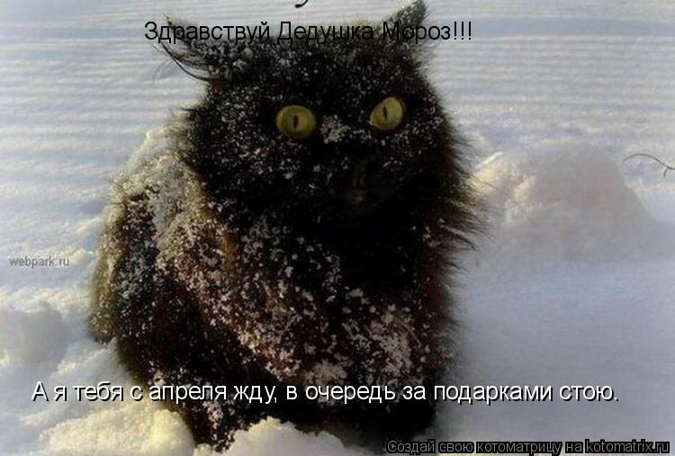 Здравствуй Дедушка Мороз!!! А я тебя с апреля жду, в очередь за подарками стою.... Котоматрица: Здравствуй Дедушка Мороз!!! А я тебя с апреля жду, в очередь за подарками стою.