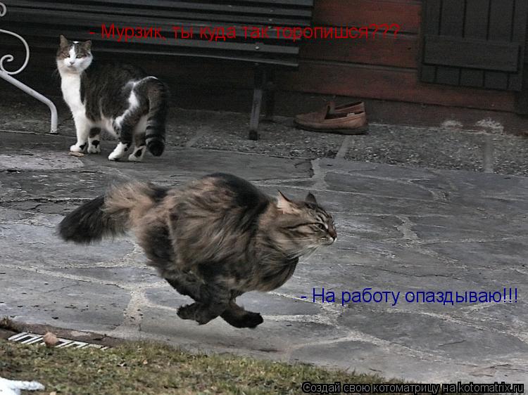 - Мурзик, ты куда так торопишся??? - На работу опаздываю!!!... Котоматрица: - Мурзик, ты куда так торопишся??? - На работу опаздываю!!!