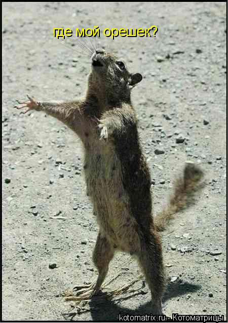 где мой орешек?... Котоматрица: где мой орешек?