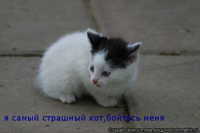 я самый страшный кот,бойтесь меня... Котоматрица: я самый страшный кот,бойтесь меня