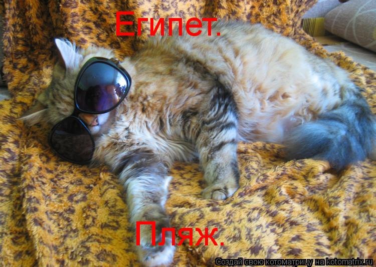 Египет. Пляж.... Котоматрица: Египет. Пляж.