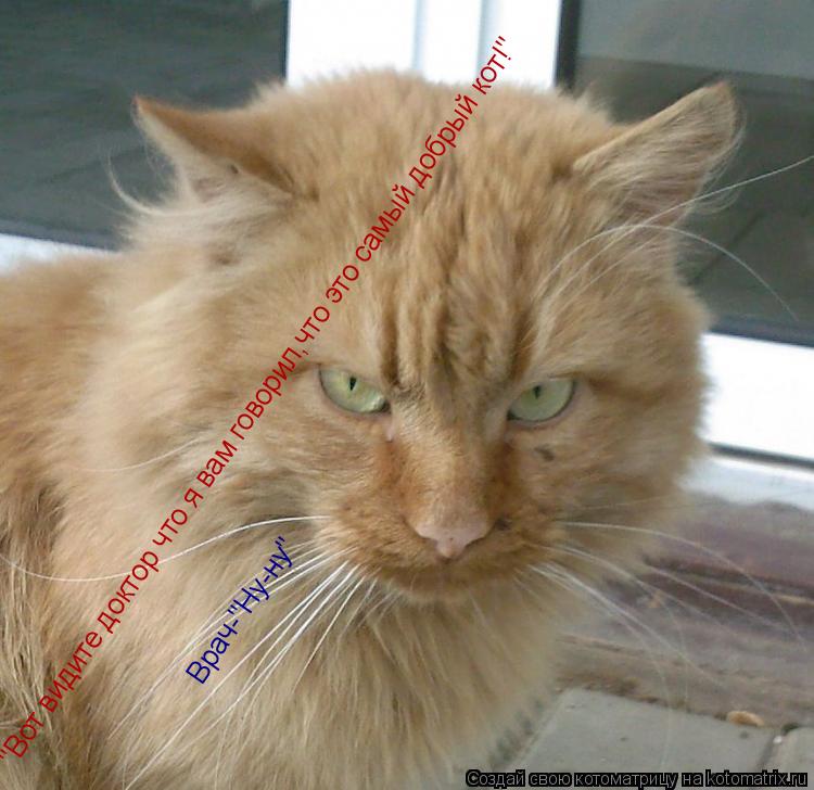 "Вот видите доктор что я вам говорил,что это самый добрый кот!" "Вот видите доктор что я вам говорил,... Котоматрица: "Вот видите доктор что я вам говорил,что это самый добрый кот!" "Вот видите доктор что я вам говорил,что это самый добрый кот!" Врач-"Ну-ну"
