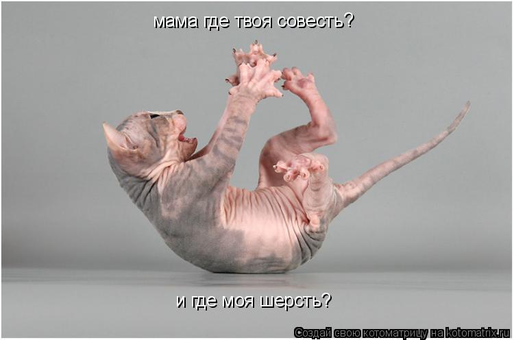 мама где твоя совесть и где моя шерсть? ?... Котоматрица: мама где твоя совесть и где моя шерсть? ?