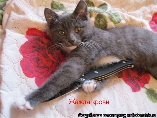 Жажда крови... Котоматрица: Жажда крови