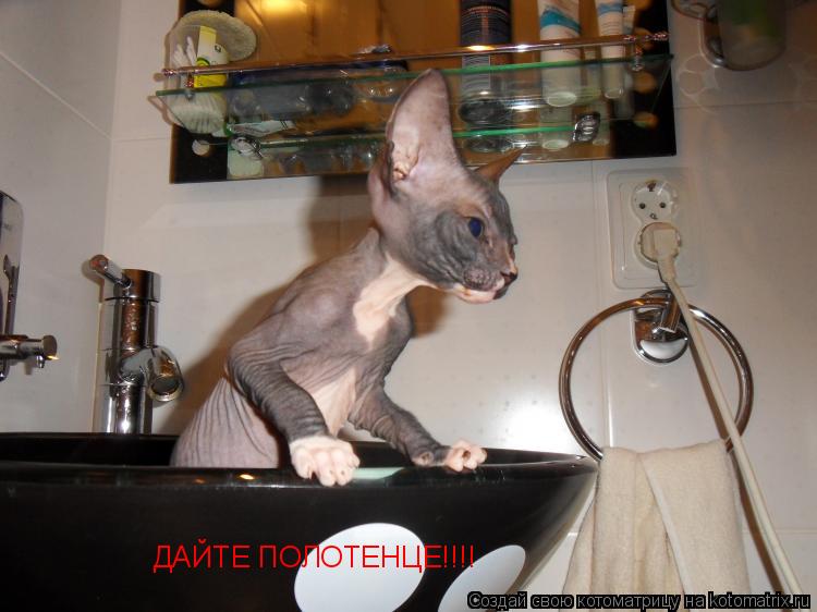 ДАЙТЕ ПОЛОТЕНЦЕ!!!!... Котоматрица: ДАЙТЕ ПОЛОТЕНЦЕ!!!!