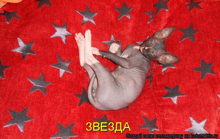 ЗВЕЗДА... Котоматрица: ЗВЕЗДА