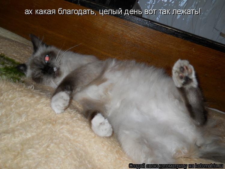 ах какая благодать, целый день вот так лежать!... Котоматрица: ах какая благодать, целый день вот так лежать!