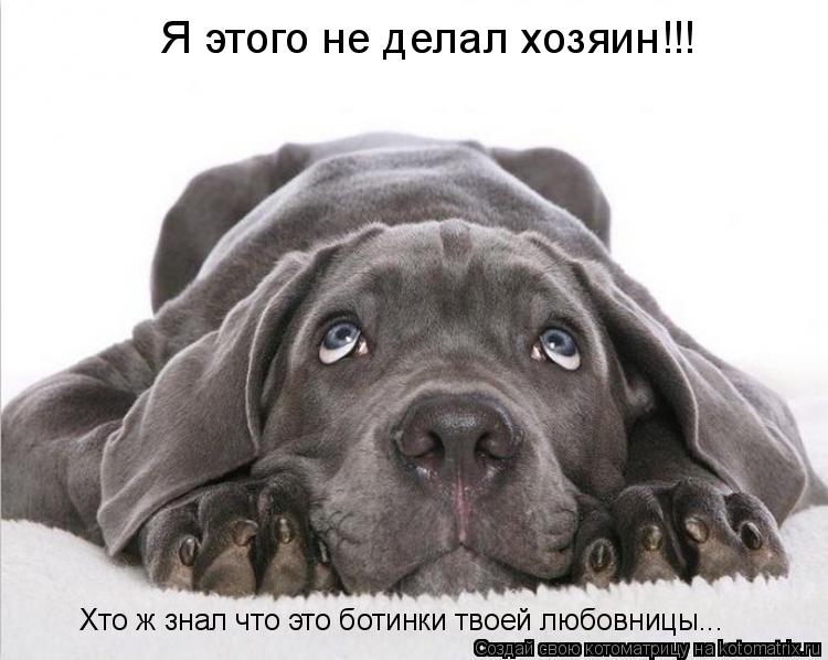 Я этого не делал хозяин!!! Хто ж знал что это ботинки твоей любовницы...... Котоматрица: Я этого не делал хозяин!!! Хто ж знал что это ботинки твоей любовницы...