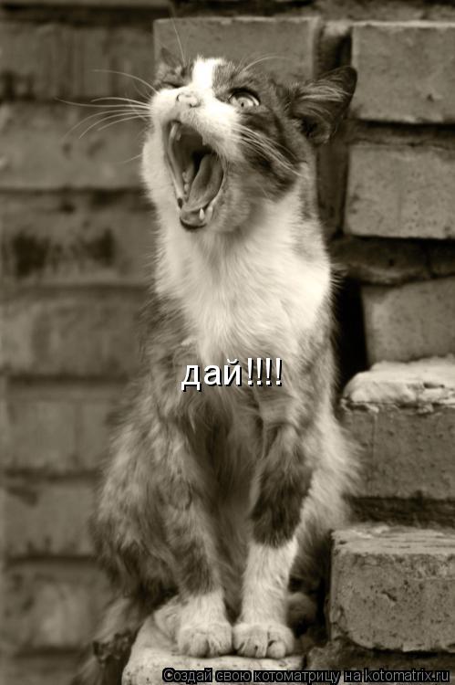 дай!!!!... Котоматрица: дай!!!!
