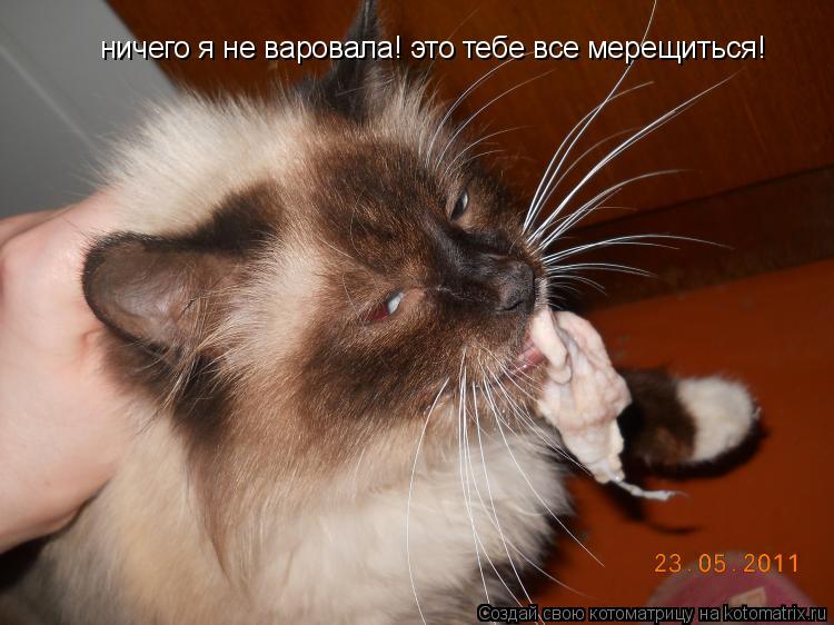 ничего я не варовала! это тебе все мерещиться!... Котоматрица: ничего я не варовала! это тебе все мерещиться!