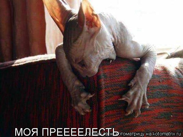 Котоматрица: МОЯ ПРЕЕЕЕЛЕСТЬ