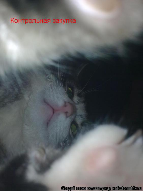Котоматрица: Контрольная закупка