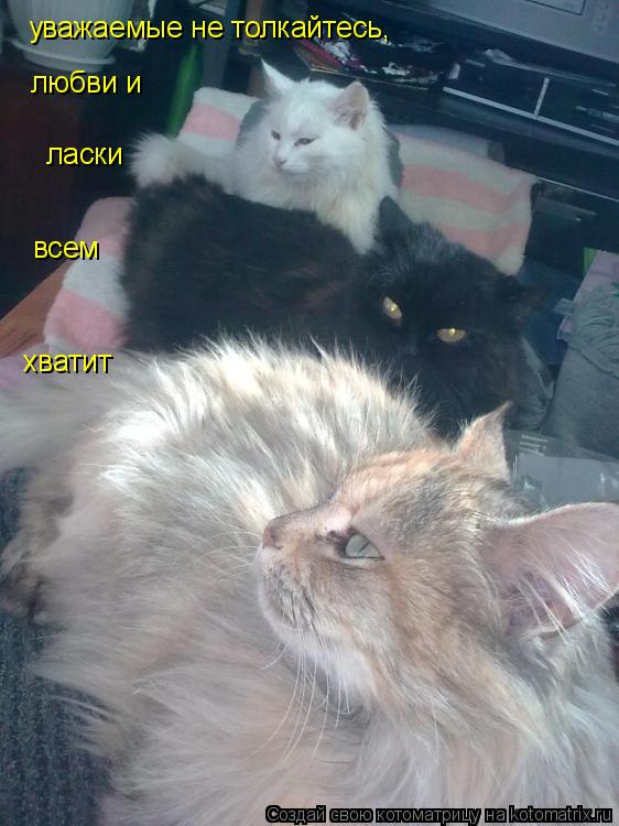 Котоматрица: уважаемые не толкайтесь,  любви и  ласки всем  хватит