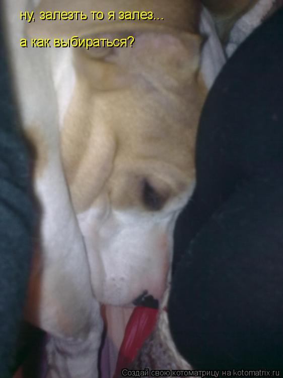Котоматрица: ну, залезть то я залез... а как выбираться?