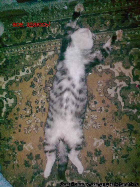 Котоматрица: все, здаюсь!