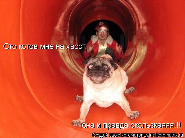 Котоматрица: Сто котов мне на хвост, она и правда скользкаяяя!!! она и правда скользкаяяя!!!