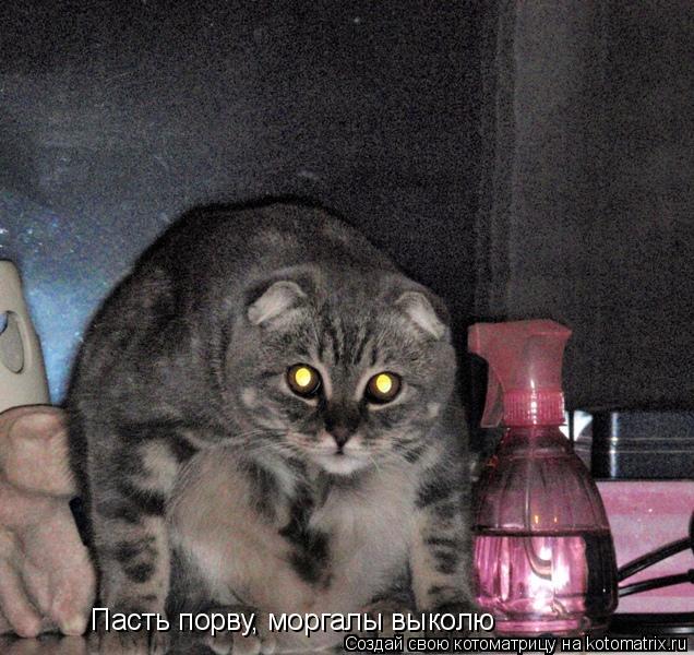 Котоматрица: Пасть порву, моргалы выколю