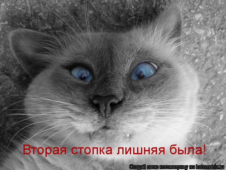 Котоматрица: Вторая стопка лишняя была!