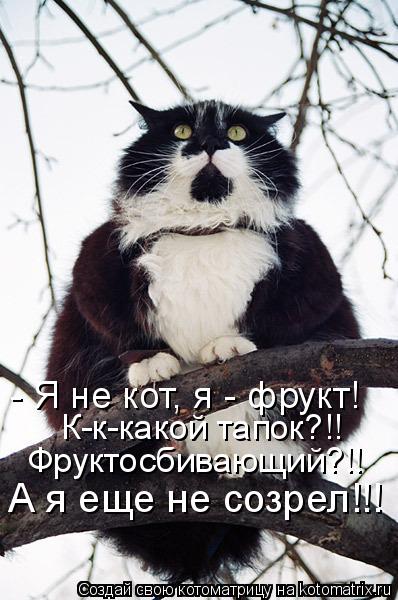 Котоматрица: - Я не кот, я - фрукт! К-к-какой тапок?!! Фруктосбивающий?!! А я еще не созрел!!!