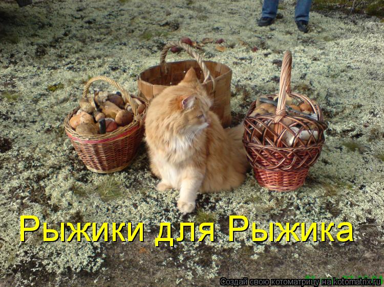 Котоматрица: Рыжики для Рыжика