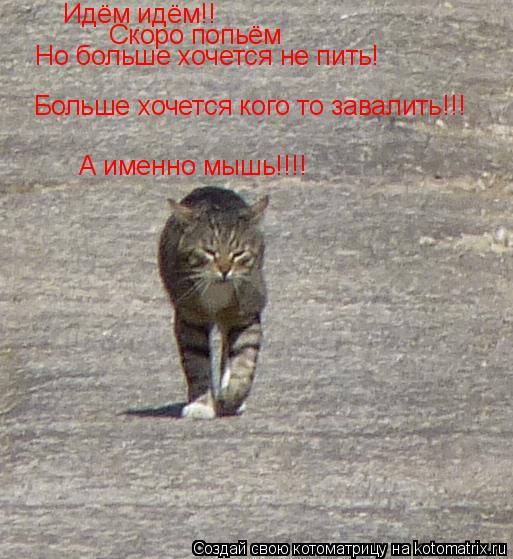 Котоматрица: Идём идём!! Но больше хочется не пить! Больше хочется кого то завалить!!! Скоро попьём А именно мышь!!!!