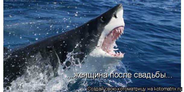 Котоматрица: ...женщина после свадьбы...