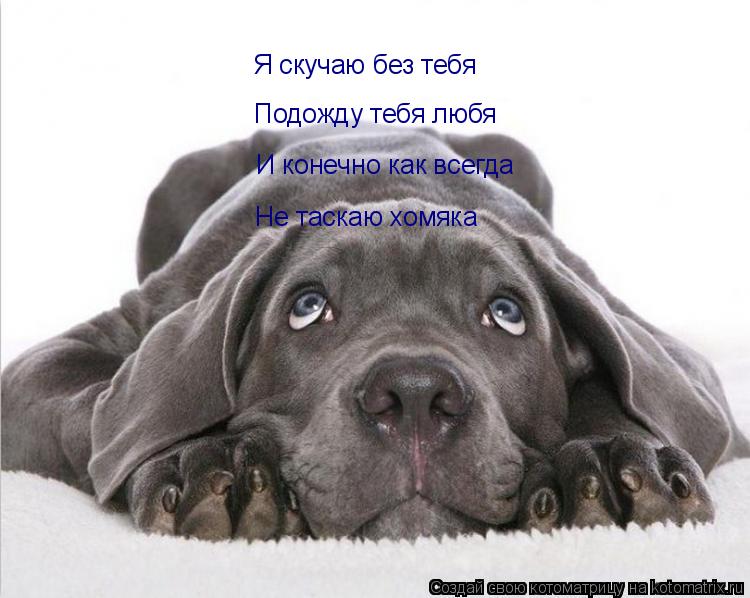 Котоматрица: Я скучаю без тебя Подожду тебя любя И конечно как всегда Не таскаю хомяка